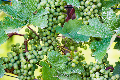 Grapes in a wine yard