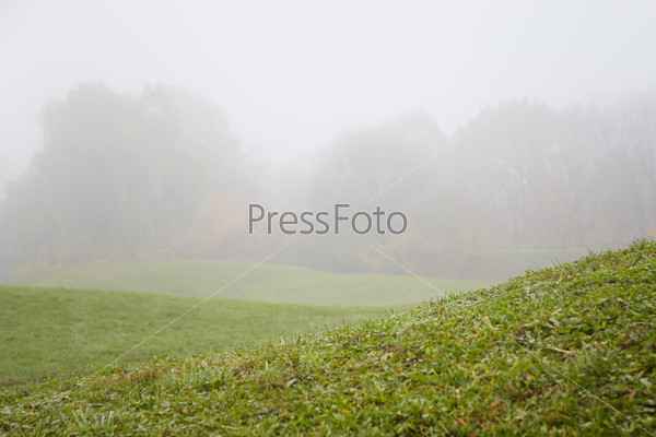 green field in thick fog. shallow depth of Field