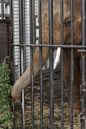 Elephant in the zoo behind the cage