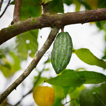 Cocoa tree (chocolate tree) green with pod, Bali island, Indonesia