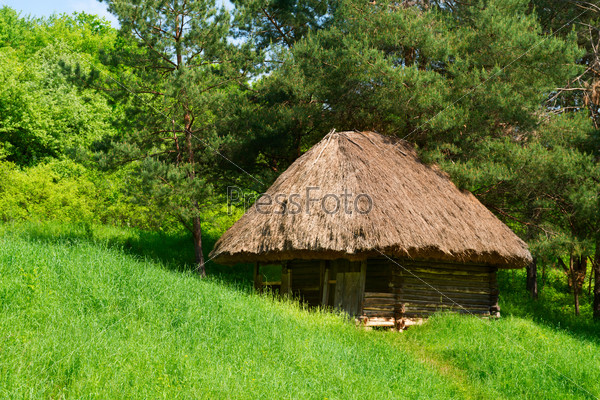 Green authentic country wooden house with thatched roof and path in coniferous forest, Eastern Europe