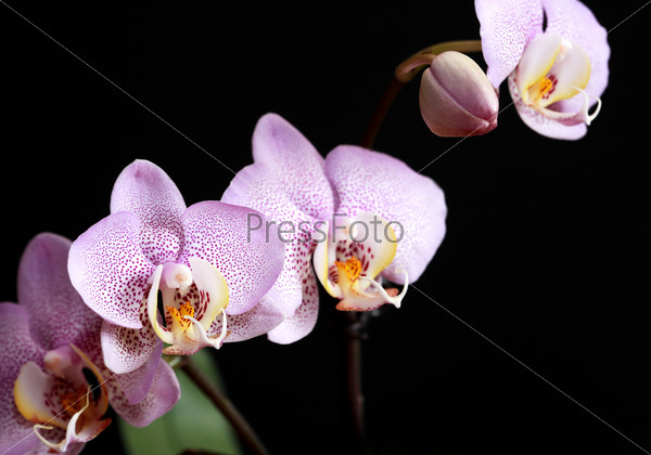 Beautiful pink blossoming orchid with bud on dark background