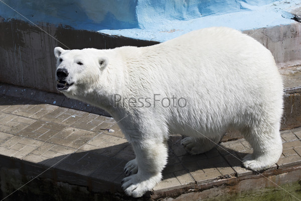 Красивый белый медведь в зоопарке