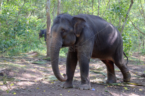 Indian Elephant also called Asian Elephant