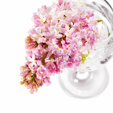 Lilac branch in a glass. Lilac flowers. Lilac bouquet.