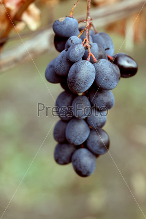 Ripe grapes Moldova. Close up. Whole background