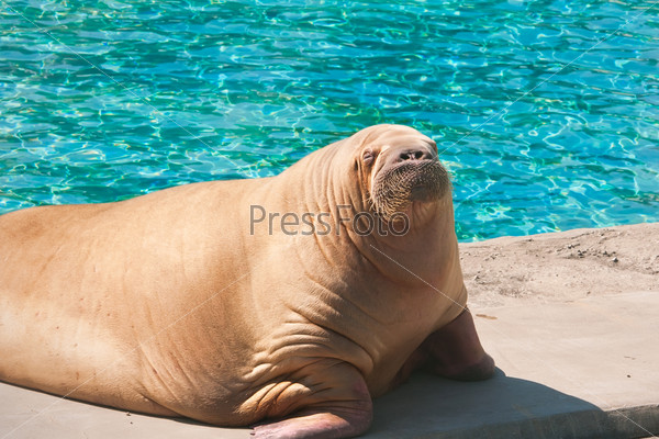 Fat and heavy sea mammal Walrus in zoo