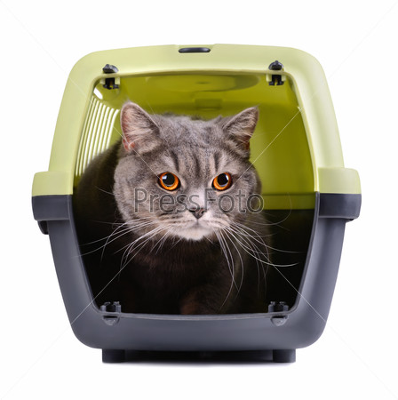 Portrait of gray cat inside a cat carrier box on white background