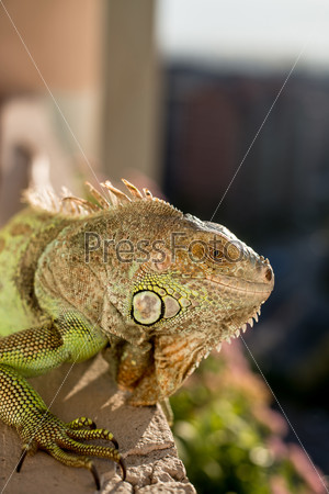 Iguana posing at the sun and relaxing, stock photo
