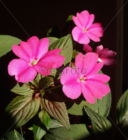 Impatiens plant in the family Balsaminaceae native to Papua New Guinea and Solomon Islands