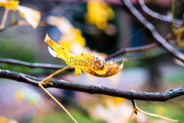 Chestnut in autumn