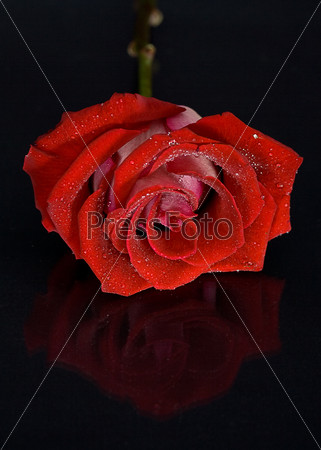 Red Rose on Black Background