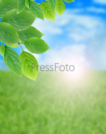 Summer background. Green leaves border against summer field and sky