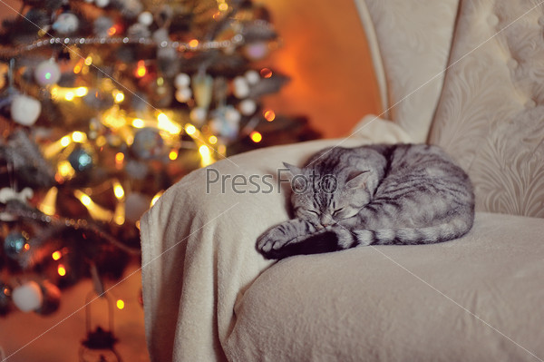 British breed cat sleeps near a Christmas tree