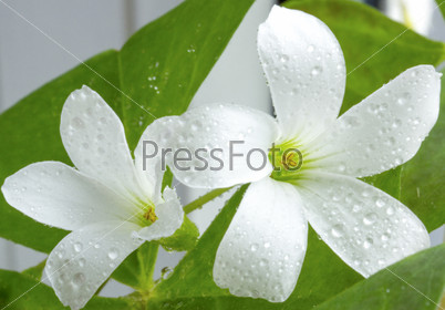 The macro of white flower with dew drops
