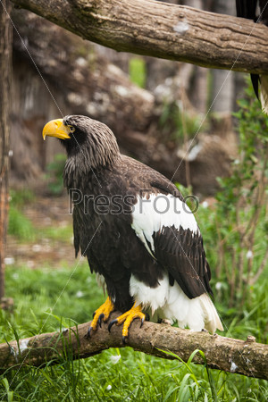 Steller sea-eagle in nature sitting on branch.