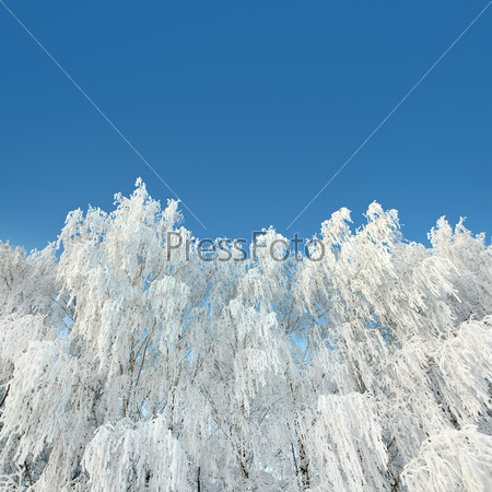 ice winter woods under blue sky - background
