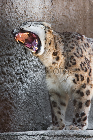 Beautiful close-up photo of rare Snow Leopard