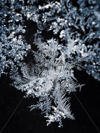 snowflakes and frost on glass close up - frosty white and black pattern on window in cold winter day