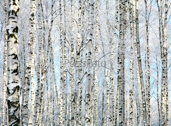 Winter trunks of birch trees