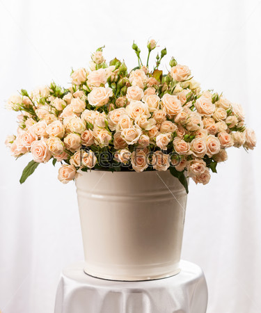 Bunch of creamy roses in a bucket on table