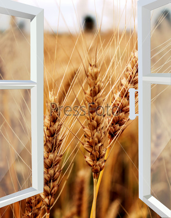 Opened White Window To The Field Of Wheat