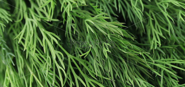 Texture of fresh dill herb close up. Whole background, stock photo