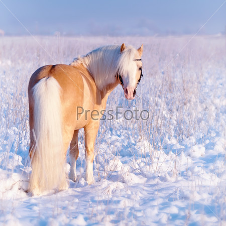 Бежевый пони в поле зимой