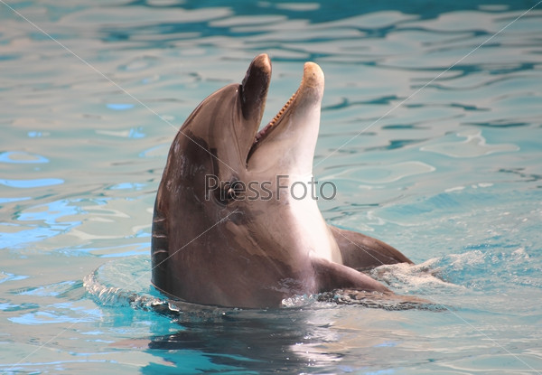 cheerful dolphin pops out of water