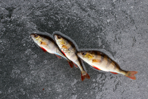 winter fishing. perch fish on ice