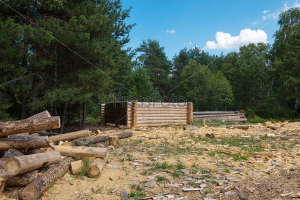 Making wooden pine log house