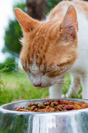 Orange cat eats dry food from a bowl