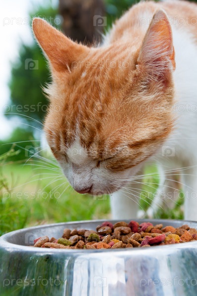 Orange cat eats dry food from a bowl