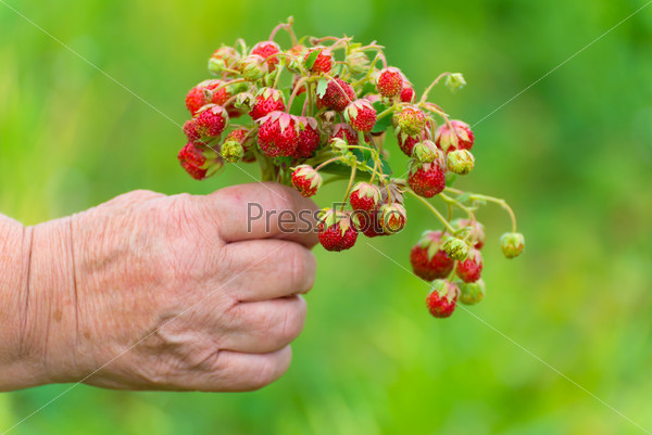 Bunch of ripe strawberries in a female hand