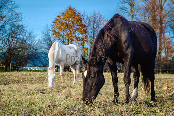 Horses feeding outdoors