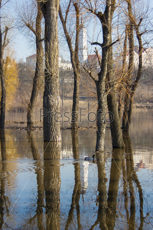 Trees reflection on water, flooded during the spring flood.