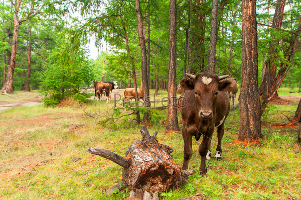 Cows in pine forest