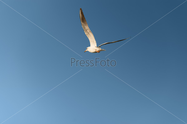 White seagull fly in the blue sky