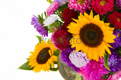aster and sunflowers close up isolated on white background