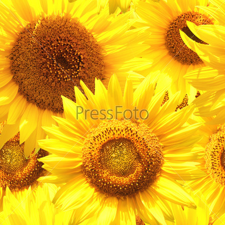 Seamless background with many sunflowers