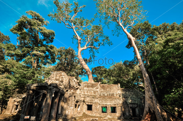 Giant tree covering Ta Prom and Angkor Wat temple, Siem Reap, Ca