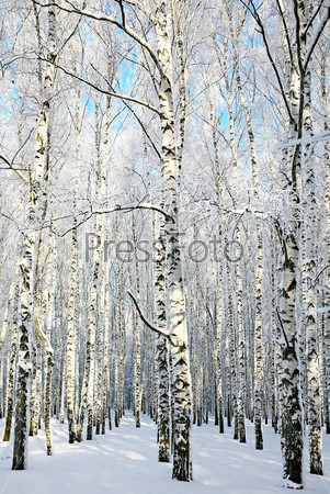 Alley in winter birch forest