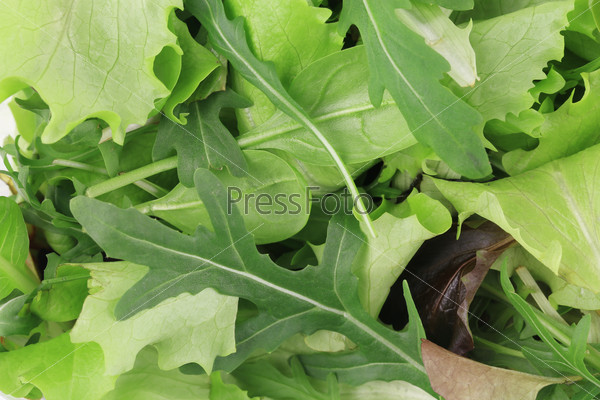 Green and Red Leaf Lettuce. Whole background.
