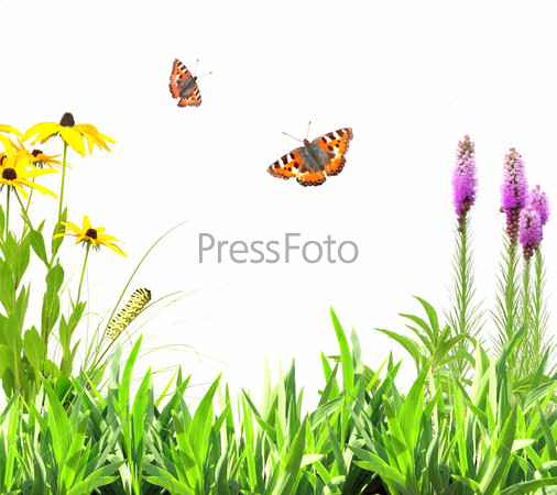 Summer flowers, green leaves and insect. Isolated on white background