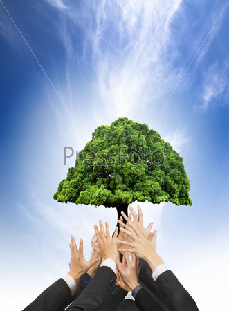 hands of business people holding green old tree. business with eco concept