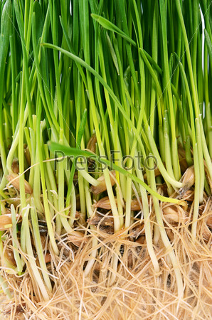 Green grass with soil close up