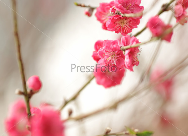 cherry blossoms for chinese new year