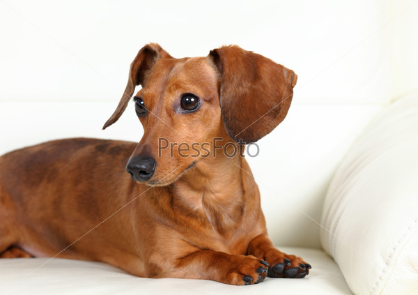 Dachshund dog on sofa