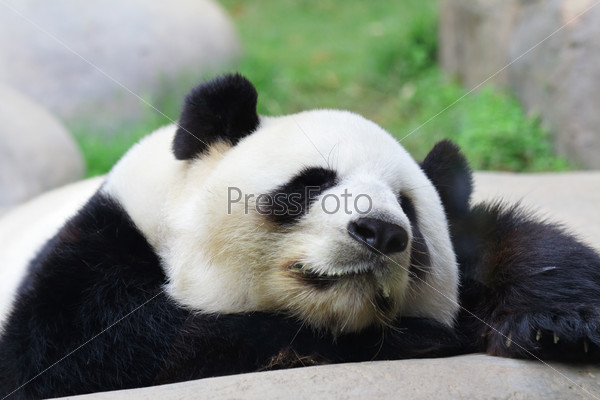 Спящая панда