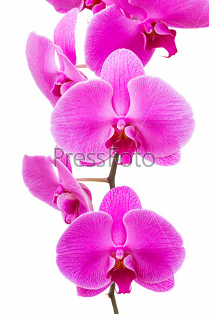 Orchid radiant flower